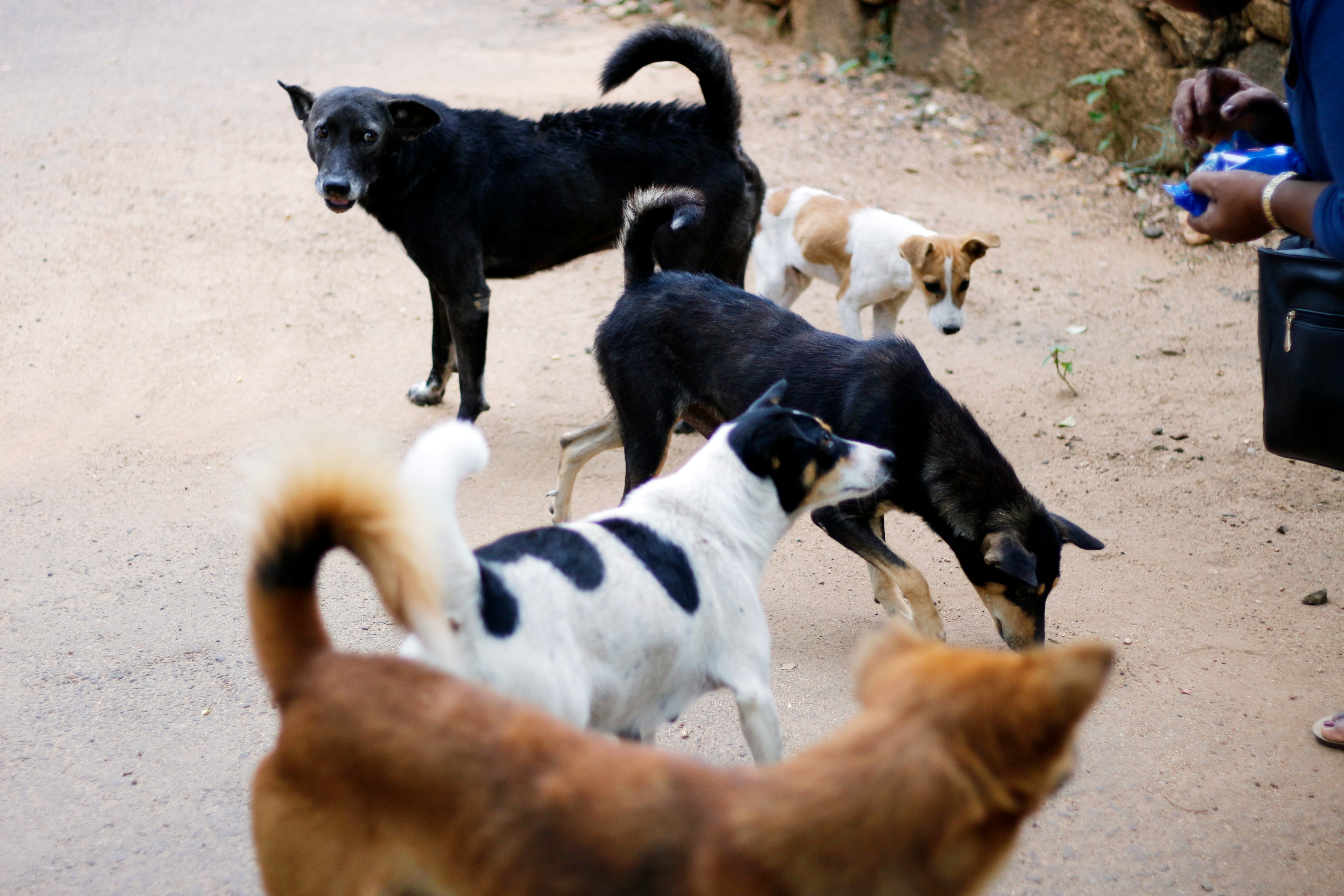 Veterinary care for rescued dogs