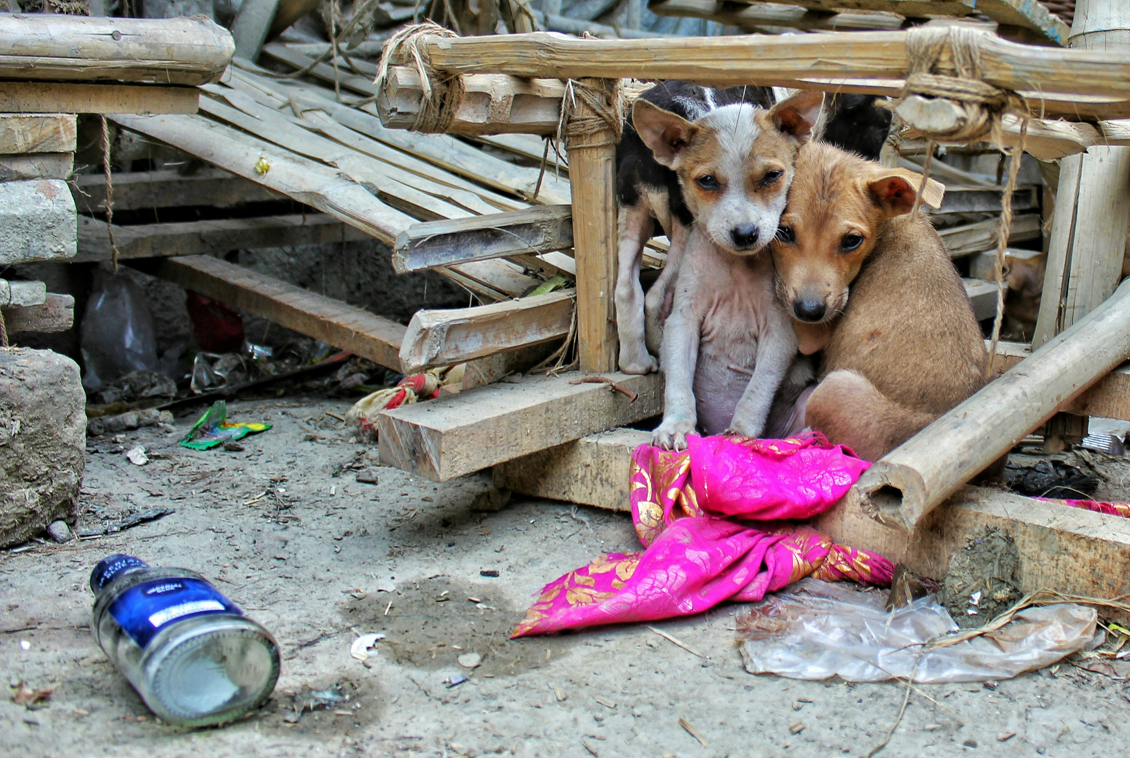 Rescued dogs receiving care